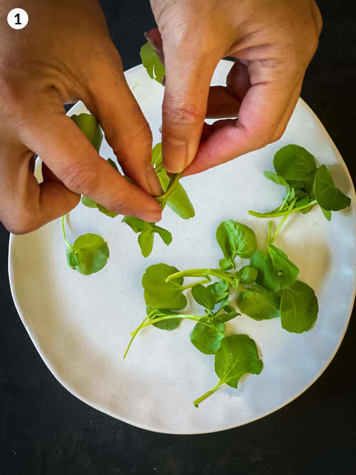 2 hands picking watercress leaves over a white plate