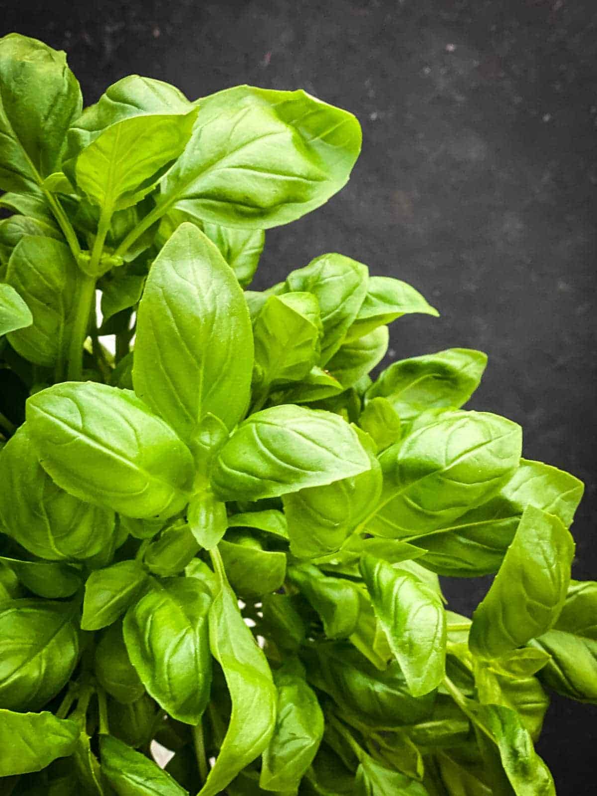 a bunch of basil with black background