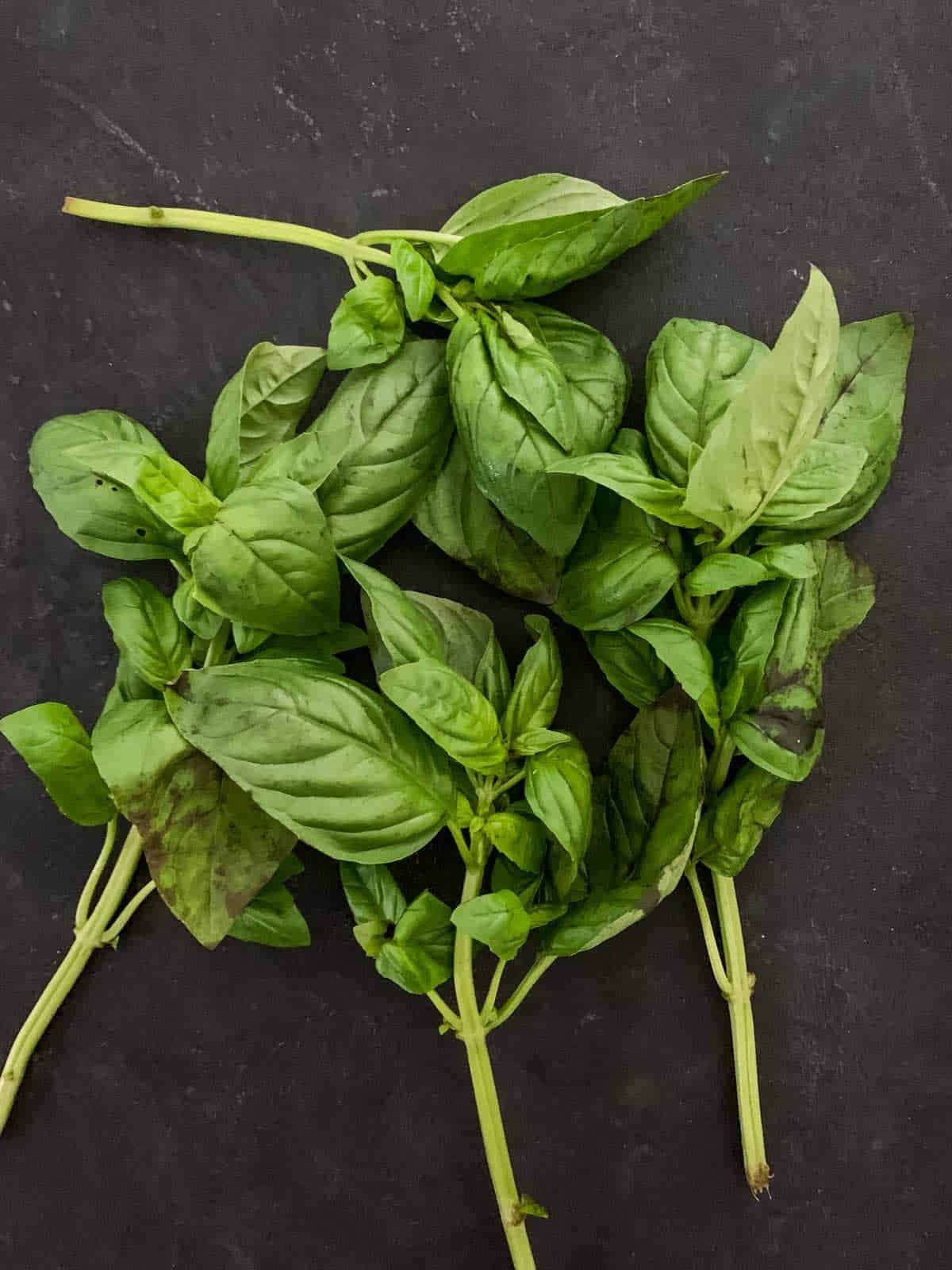 Fresh basil leaves with stems