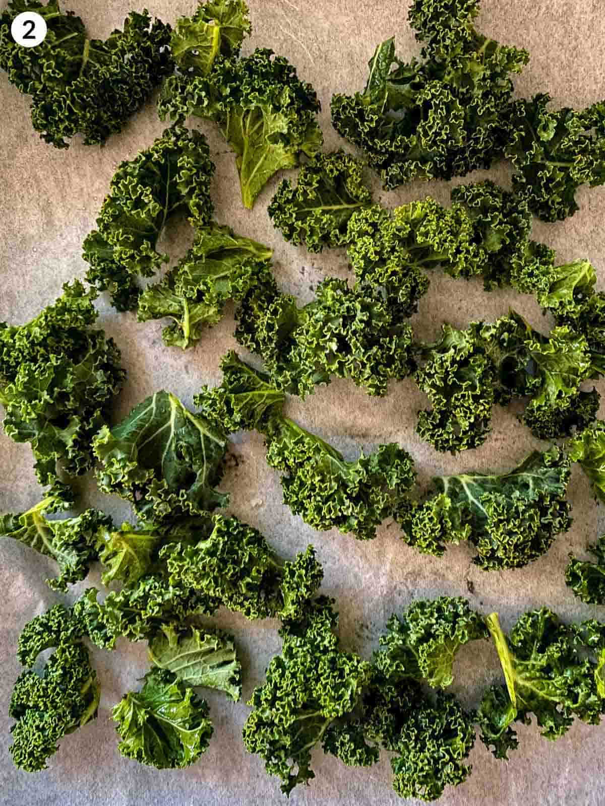 Kale leaves spread out on parchment lined tray