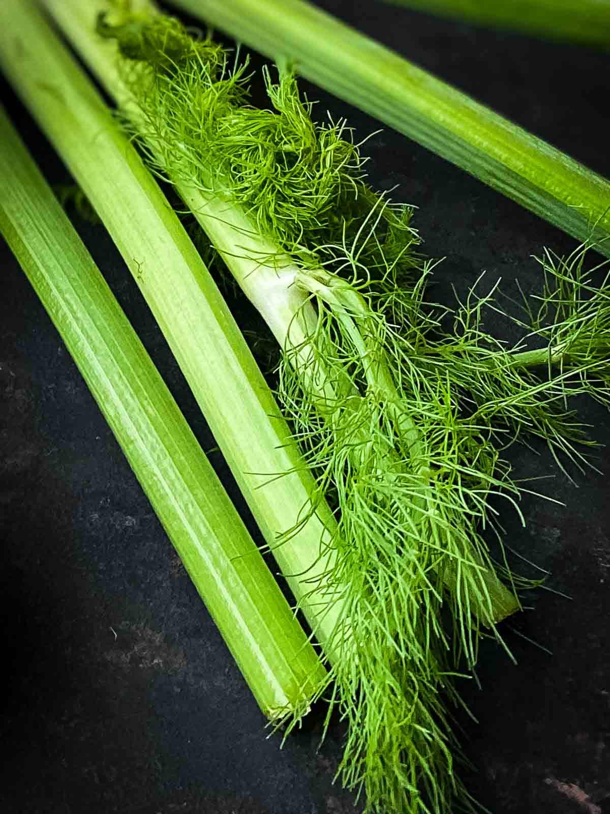 close up of fennel fronds