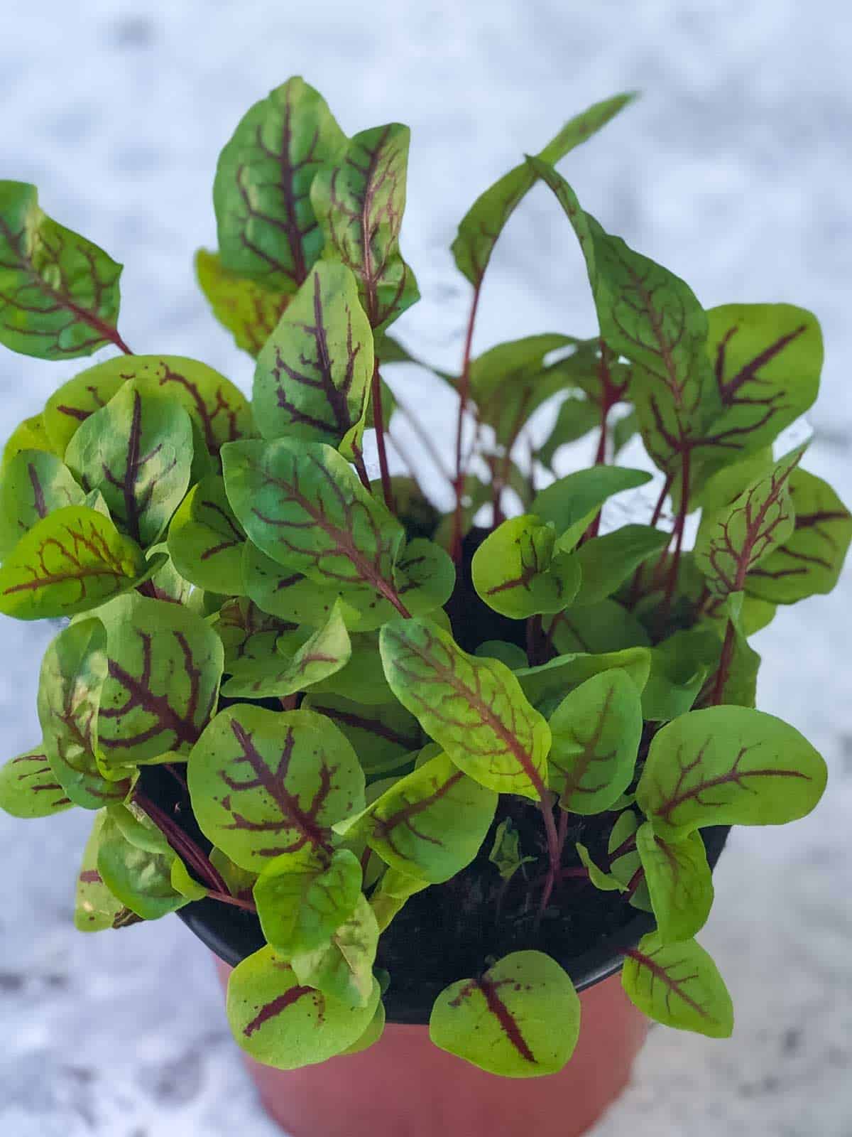 close up of red sorrel leaves in a pot